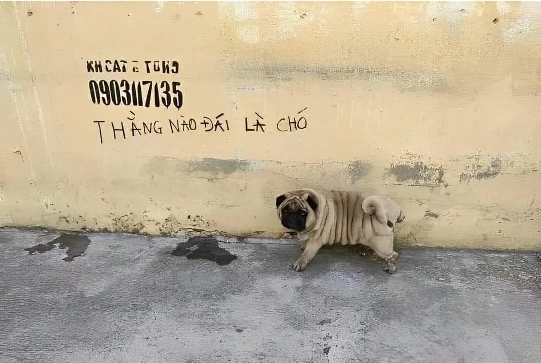 Dog peeing on a wall which reads “he who pees, is a dog”