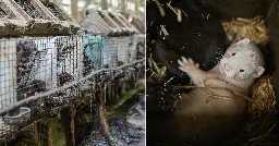 Pandemic ‘Time Bombs’: Virologists Urge Governments To Ban Fur Farming