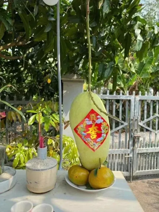 Mango hanging on altar and used a an offering