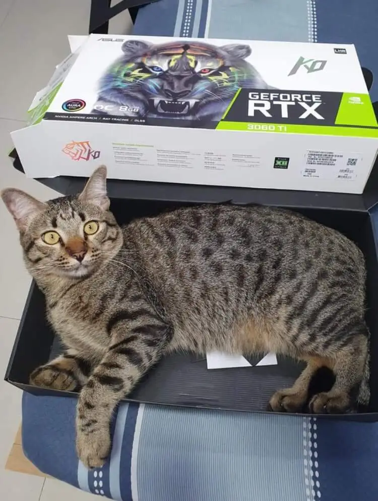 Cat inside GPU box with tiger illustration