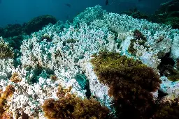 Experts Warn of Imminent Mass Coral Bleaching as Oceans Warm
